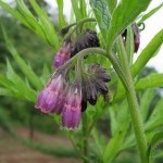 Nadálytő, mint hasznos növények (gyógyszerek) Nadálytő, mint hasznos növény