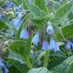 Nadálytő, mint hasznos növény (nadálytő) Nadálytő, mint hasznos növény