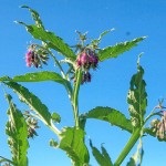 Nadálytő, mint hasznos növények (gyógyszerek) Nadálytő, mint hasznos növény