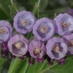 Nadálytő, mint hasznos növény (Comfrey alternatív gyógyászat) Nadálytő, mint hasznos növény