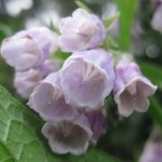 Nadálytő, mint hasznos növény (növény) Nadálytő, mint hasznos növény