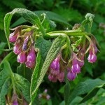 Nadálytő növény, mint hasznos (alternatív gyógyászat felhasználás) Nadálytő, mint hasznos növény