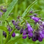 Nadálytő, mint hasznos növény (nadálytő) Nadálytő, mint hasznos növény
