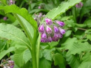 Nadálytő, mint hasznos növények (gyógyszerek) Nadálytő, mint hasznos növény