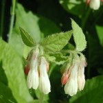 Nadálytő növény, mint hasznos (alternatív gyógyászat felhasználás) Nadálytő, mint hasznos növény