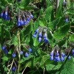 Nadálytő, mint hasznos növény (növény) Nadálytő, mint hasznos növény