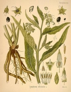 Nadálytő, mint hasznos növények (gyógyszerek) Nadálytő, mint hasznos növény