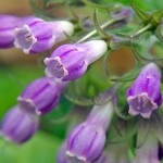 Nadálytő, mint hasznos növények (gyógyszerek) Nadálytő, mint hasznos növény