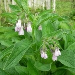 Nadálytő, mint hasznos növények (gyógyszerek) Nadálytő, mint hasznos növény