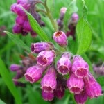 Nadálytő, mint hasznos növény (Comfrey alternatív gyógyászat) Nadálytő, mint hasznos növény