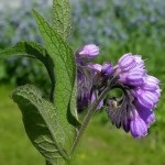 Nadálytő, mint hasznos növények (gyógyszerek) Nadálytő, mint hasznos növény