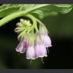 Nadálytő, mint hasznos növény (növény) Nadálytő, mint hasznos növény