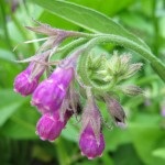 Nadálytő, mint hasznos növény (Comfrey alternatív gyógyászat) Nadálytő, mint hasznos növény