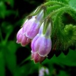 Nadálytő, mint hasznos növények (gyógyszerek) Nadálytő, mint hasznos növény