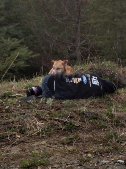 Feküdt a földön, nem ad életjelet - nézd meg, mi tette ezt a kóbor kutya! (Bear közelebb osont) Feküdt a földön, nem ad életjelet - nézd meg, mi tette ezt a kóbor kutya!