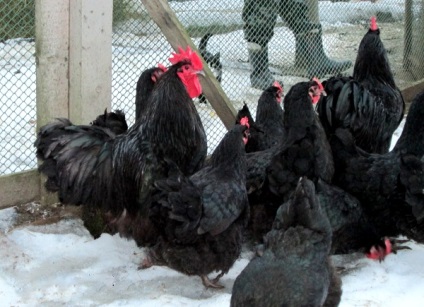 Leírása és jellemzői a fajta csirkék australorp