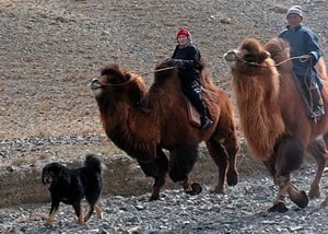 kutyafajta leírása burját-mongol farkaskutya (hotosho) áttekinti a tulajdonosok és fotók