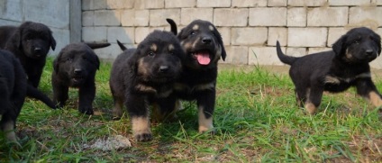kutyafajta leírása burját-mongol farkaskutya (hotosho) áttekinti a tulajdonosok és fotók