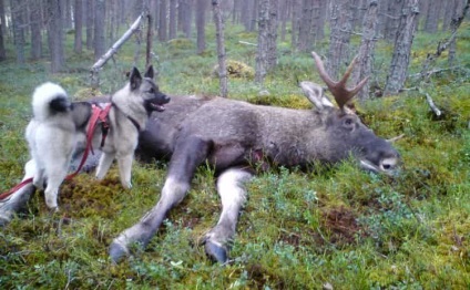 Leírása kutyafajta norvég Elkhound vélemények és fotók