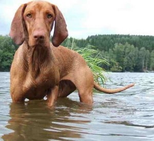 Leírás kutyák vizsla vélemények és fotók