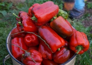 Leírás fajta paprika kaliforniai Marvel és jellemzői a termesztés