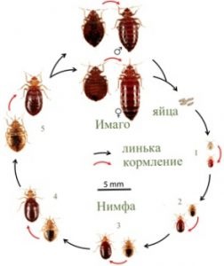 Mintegy tenyésztési poloska