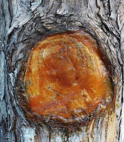 Őszi metszés a fák és cserjék (termés) Őszi metszés a fák és cserjék