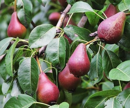 Őszi metszés a fák és cserjék