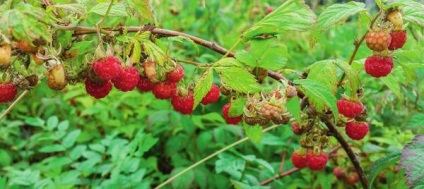 Őszi metszés a fák és cserjék (termés) Őszi metszés a fák és cserjék