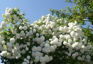 Jellemzők és ültető ellátás buldenezh Kalina (Viburnum buldenezh szaporodás) Jellemzők ültetés és gondozása hógolyó buldenezh