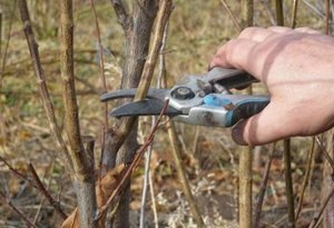 Jellemzők és ültető ellátás buldenezh Kalina (Viburnum buldenezh) Jellemzők ültetés és gondozása hógolyó buldenezh