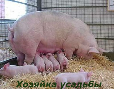 Hízósertések otthon (sertés) Hízósertések otthon