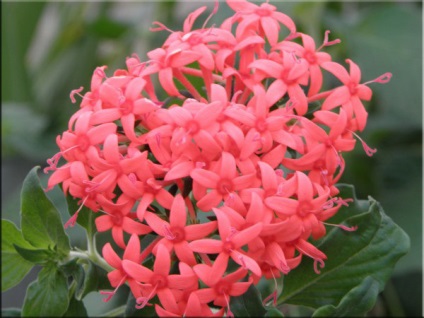 Pentas (pentas)