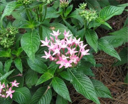 Pentas (pentas)