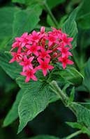 Pentas - pentas leírása és gondozás (pentas) Pentas - pentas leírás és gondozás