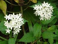 Pentas - pentas leírása és gondozás (betegség) Pentas - pentas leírás és gondozás