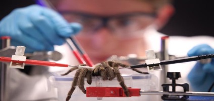 Első tarantula segítség (függetlenül mozognak) Elsősegély tarantula