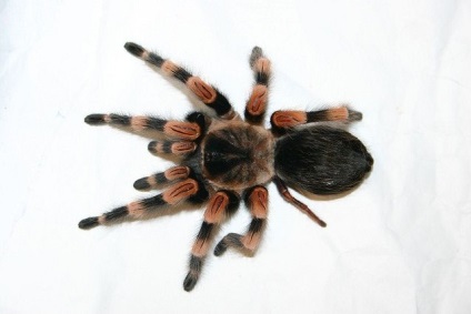 Elsősegély tarantula (tarantula) Elsősegély tarantula