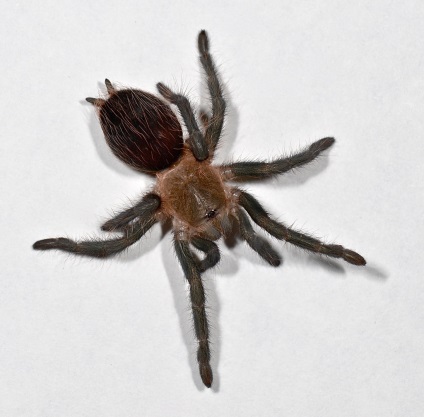Elsősegély tarantula (tarantula) Elsősegély tarantula