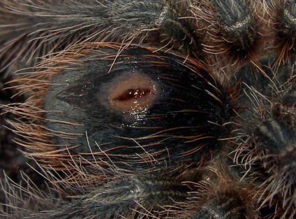 Elsősegély tarantula (segítség) Elsősegély tarantula