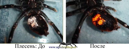 Elsősegély tarantula (segítség) Elsősegély tarantula