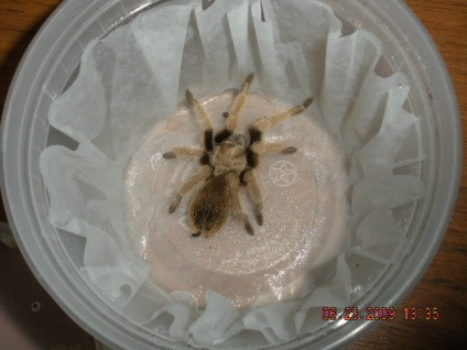 Elsősegély tarantula (tarantula) Elsősegély tarantula