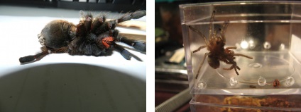 Első tarantula segítség (függetlenül mozognak) Elsősegély tarantula