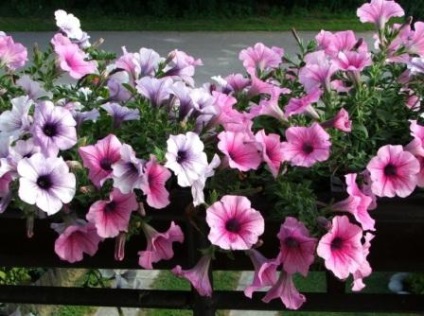 Petunia ültetés és gondozás fotó (petúnia) Petunia ültetés és gondozás Photo