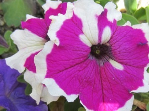 Petunia ültetés és gondozás fotó (petúnia) Petunia ültetés és gondozás Photo
