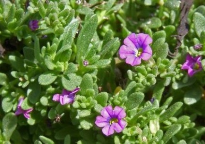 Petunia ültetés és gondozás Photo