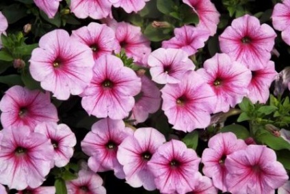Petunia ültetés és gondozás fotó (petúnia) Petunia ültetés és gondozás Photo