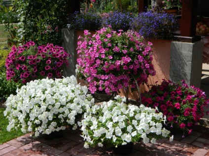 Petunia kerttervezés fotó, karbantartás, ültetés