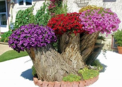 Petunia kerttervezés fotó, karbantartás, ültetés