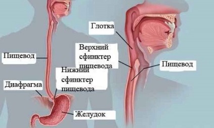 Nyelőcső felépítése, funkciói és jellemzői (szerint bizonyítani) Nyelőcső szerkezete, működése és jellemzői
